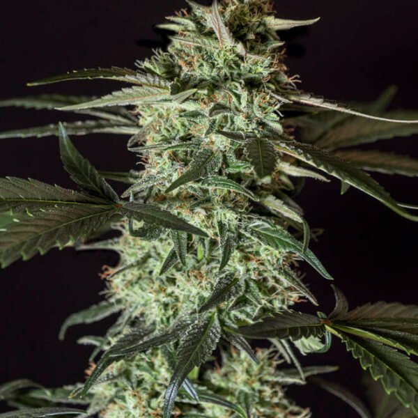 medizinal-cbd-1-seed.jpg Medizinal Cbd Feminized By Genehtik - Image 1