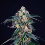 Midnight Sunset Feminized By Perfect Tree