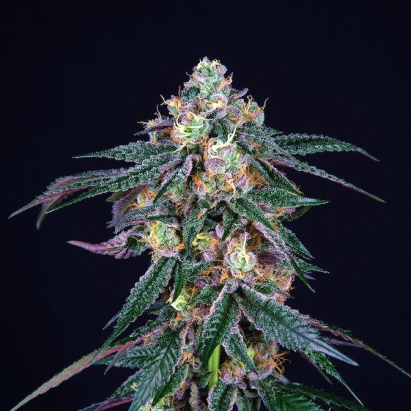 midnight-sunset-6-seeds-3-free-fem.jpg Midnight Sunset Feminized By Perfect Tree - Image 1
