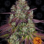 Mimosa Evo Feminized By Barneys Farm