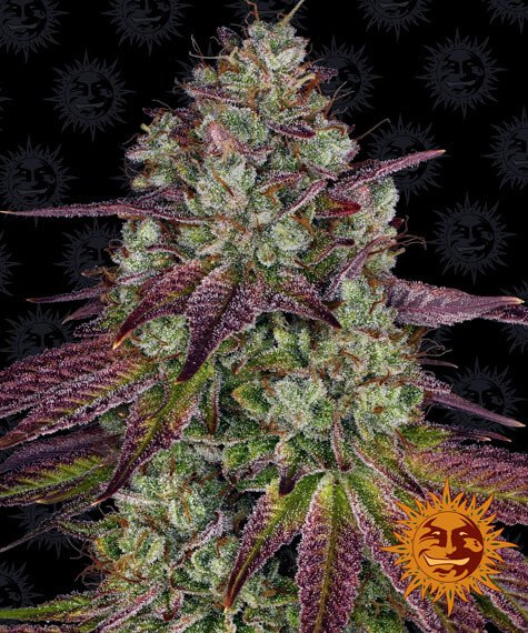 mimosa-evo-1-seed.jpg Mimosa Evo Feminized By Barneys Farm - Image 1