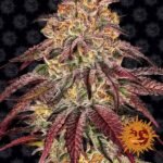Mimosa X Orange Punch Auto Autoflower By Barneys Farm