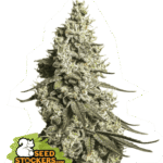 Moby Dick Auto Autoflower By Seedstockers