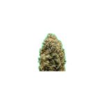 Monster Bruce Banner Auto Autoflower By Monster Genetics