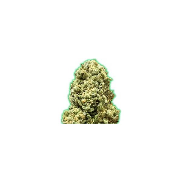 monster-girl-scout-cookies-3-seeds.jpg Monster Girl Scout Cookies Feminized By Monster Genetics - Image 1