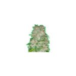 Monster Gorilla Glue Feminized By Monster Genetics