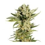 Mr 420K Feminized By Mr. Hide Seeds