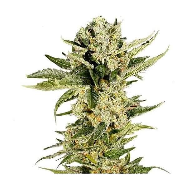 mr-420k-5-seeds.jpg Mr 420K Feminized By Mr. Hide Seeds - Image 1