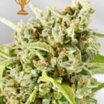Mr Mother Earth Feminized By Mr. Hide Seeds
