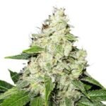 Mr Sour-R Feminized By Mr. Hide Seeds