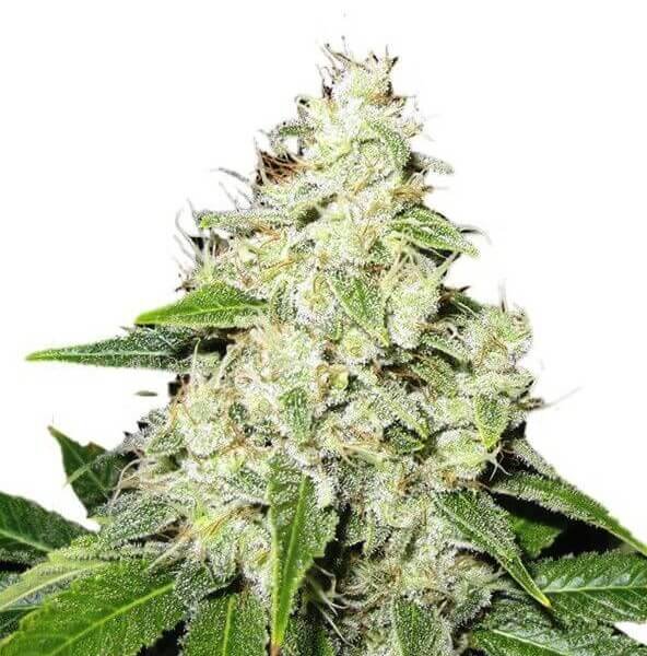 mr-sour-r-1-seed.jpg Mr Sour-R Feminized By Mr. Hide Seeds - Image 1