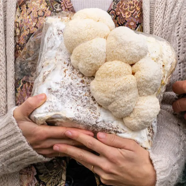 mushroom-grow-bag-lions-mane Mushroom Grow Bag Lion'S Mane - Image 1