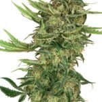 N13 Kush Feminized By Sensi Seeds