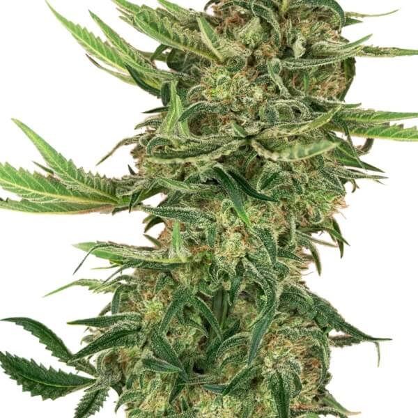 n13-kush-31-seeds.jpg N13 Kush Feminized By Sensi Seeds - Image 1