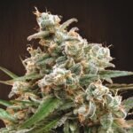 Nepal Jam Fem Feminized By Ace Seeds