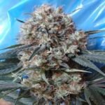 Nepal Jam X Kali China Feminized By Ace Seeds