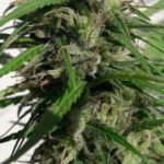 New Caledonia Regular By Ace Seeds