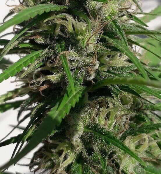 new-caledonia-5-seeds.jpg New Caledonia Regular By Ace Seeds - Image 1