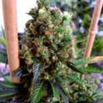 New York City Diesel Feminized By Soma Seeds