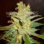 Northern Lights X Big Bud Early Version Feminized By World Of Seeds