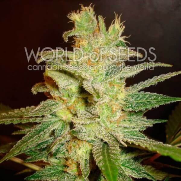 northern-lights-x-big-bud-early-version-3-seeds.jpg Northern Lights X Big Bud Early Version Feminized By World Of Seeds - Image 1