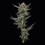 Notorious Thc Feminized By Humboldt Seed Company