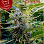 Nuttea Haze Feminized By French Touch Seeds