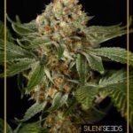 Og Kush Feminized By Silent Seeds