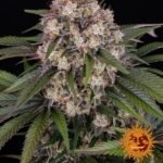 Og Kush Auto Autoflower By Barneys Farm