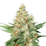 Og Kush Auto Autoflower By Seedstockers