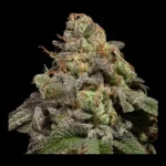Omg Feminized By Ripper Seeds