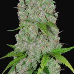 Orange Sherbert Auto Autoflower By Fast Buds