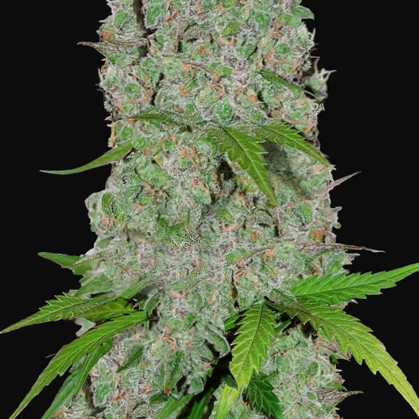 orange-sherbert-auto-1-seed.jpg Orange Sherbert Auto Autoflower By Fast Buds - Image 1