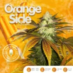 Orangesicle Feminized By T.H. Seeds