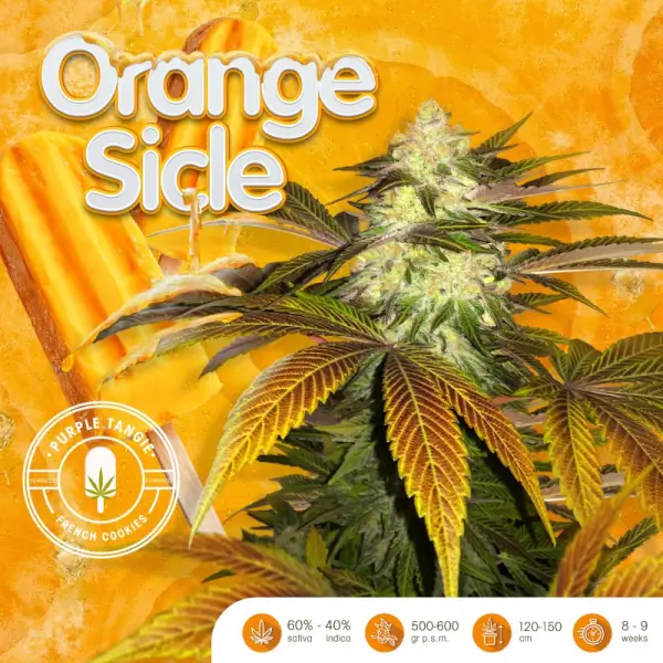 orangesicle-6-seeds-1-french-macaron.webp Orangesicle Feminized By T.H. Seeds - Image 1