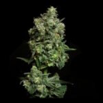 Oregon Apple Trail Feminized By Elev8 Seeds