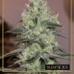 Original Amnesia Feminized By Silent Seeds
