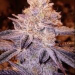 Peach Crescendo Regular By Ethos Genetics