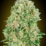 Pineapple Glue Feminized By Advanced Seeds
