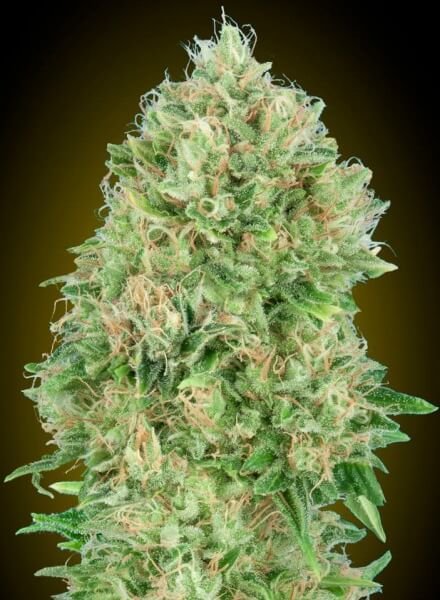 pineapple-glue-1-seed.jpg Pineapple Glue Feminized By Advanced Seeds - Image 1
