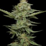 Pistachio Feminized By Humboldt Seed Company
