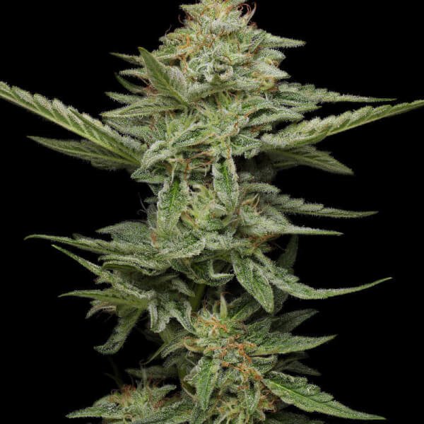 pistachio-3-seeds.jpg Pistachio Feminized By Humboldt Seed Company - Image 1