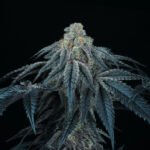 Puff Mints Feminized By Perfect Tree