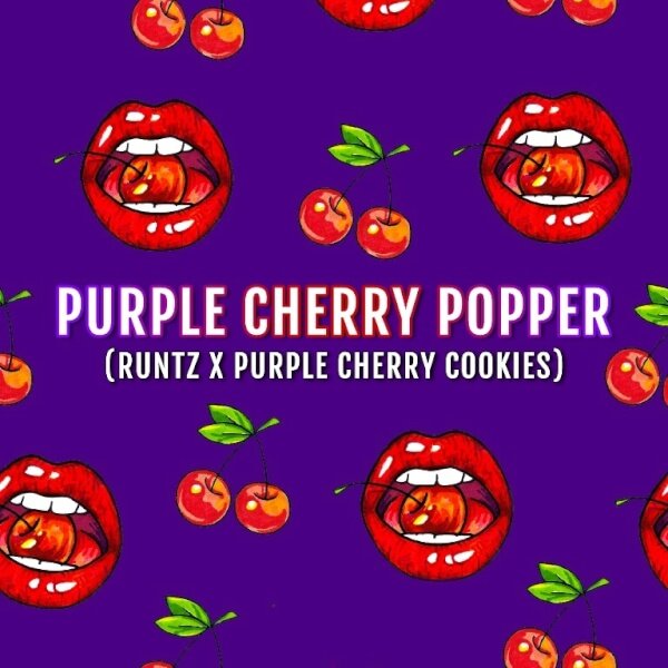 purple-cherry-popper-3-seeds.jpg Purple Cherry Popper Feminized By Elev8 Seeds - Image 1