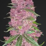 Purple Lemonade Auto Autoflower By Fast Buds