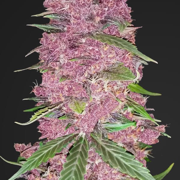 purple-lemonade-auto-1-seed.jpg Purple Lemonade Auto Autoflower By Fast Buds - Image 1
