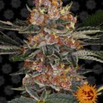 Purple Punch Feminized By Barneys Farm