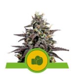 Purple Punch Auto Autoflower By Barneys Farm