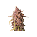 Purple Punch Autoflower Autoflower By Seedstockers