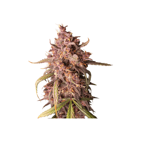 purple-punch-autoflower-3-seeds.png Purple Punch Autoflower Autoflower By Seedstockers - Image 1
